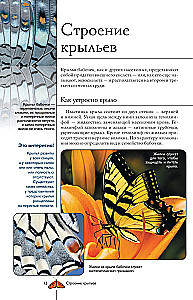 Taureņi. Ilustrēts ceļvedis